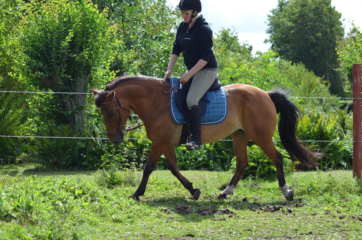Anden særlig race Flicka. billede 14