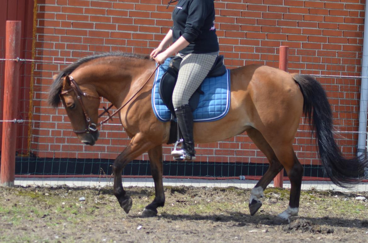 Anden særlig race Flicka. billede 15