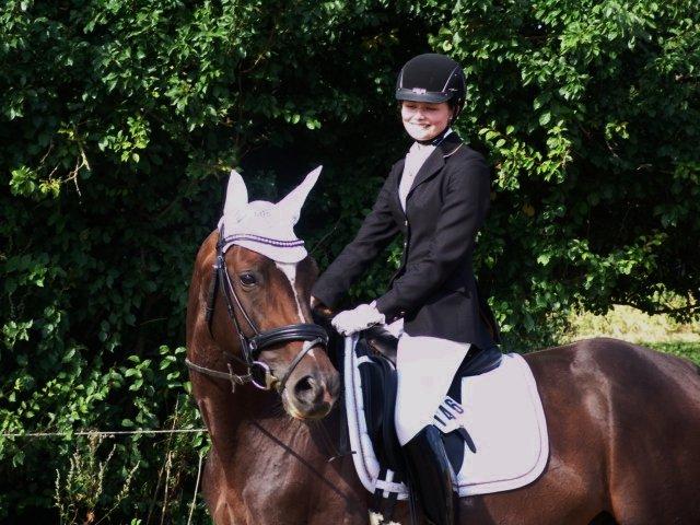 Dansk Varmblod Kronborgs Deco - HINGST billede 20