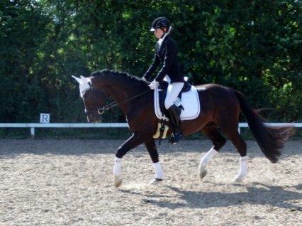 Dansk Varmblod Kronborgs Deco - HINGST billede 21