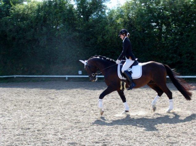 Dansk Varmblod Kronborgs Deco - HINGST billede 22