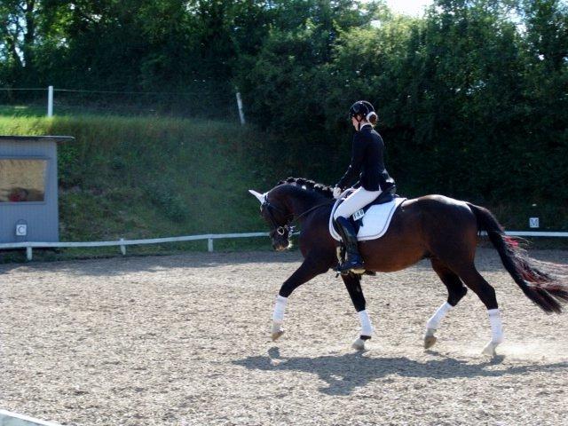 Dansk Varmblod Kronborgs Deco - HINGST billede 23