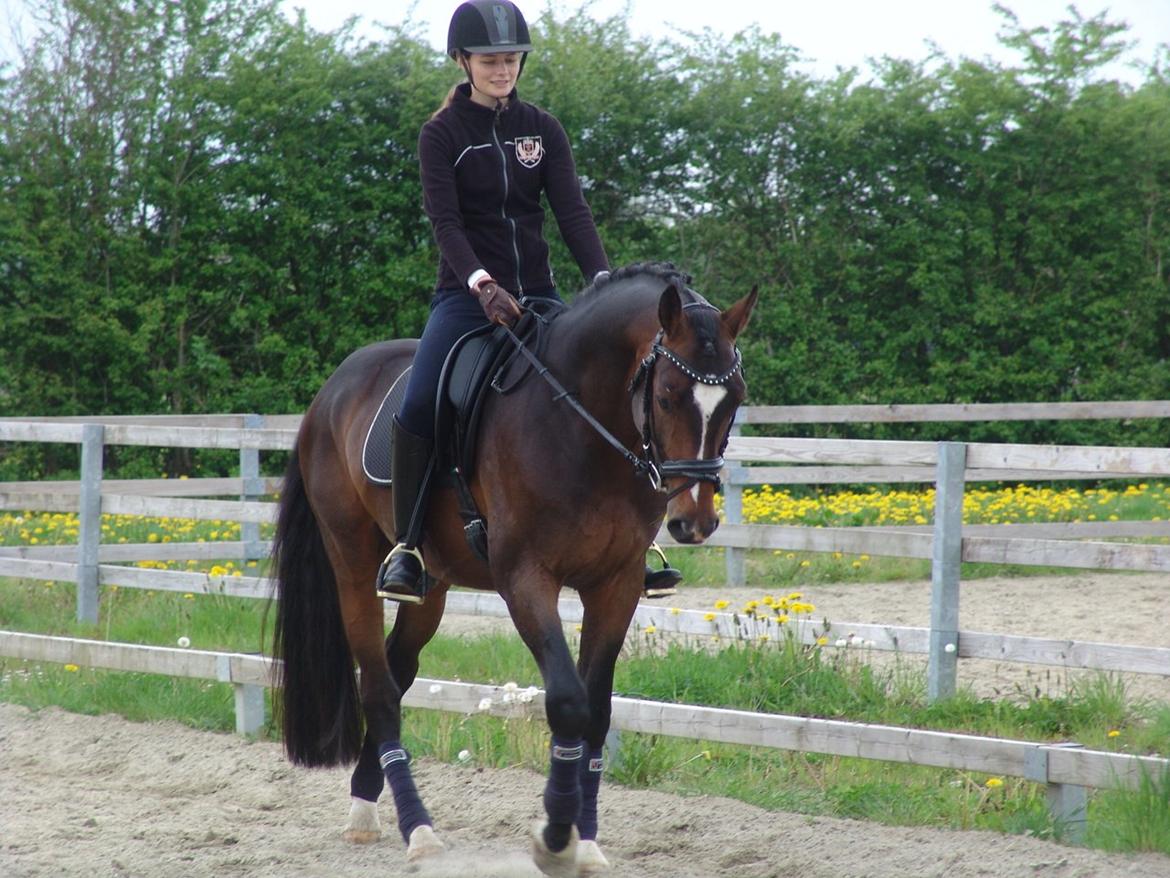 Dansk Varmblod Kronborgs Deco - HINGST billede 25