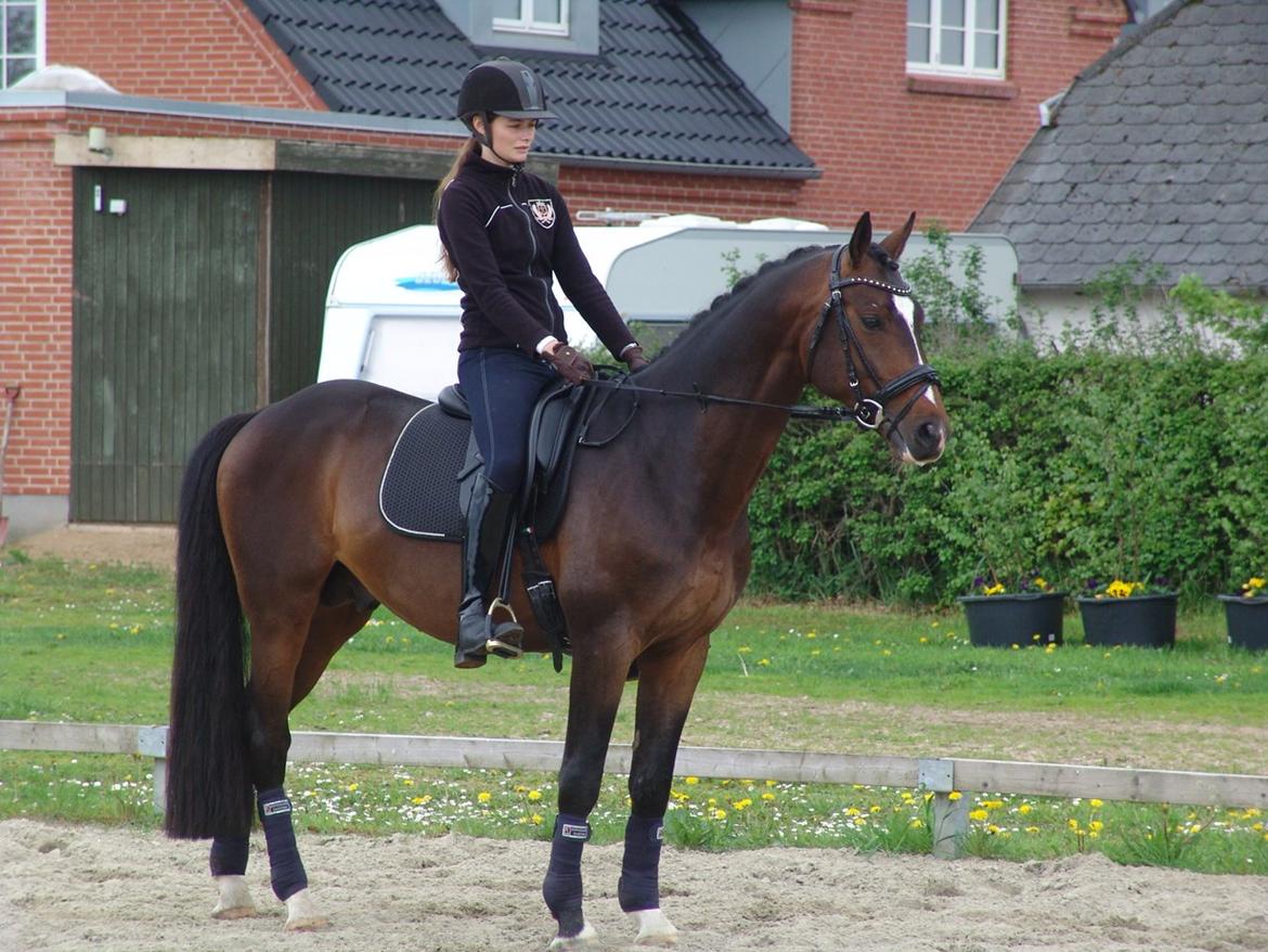 Dansk Varmblod Kronborgs Deco - HINGST billede 26