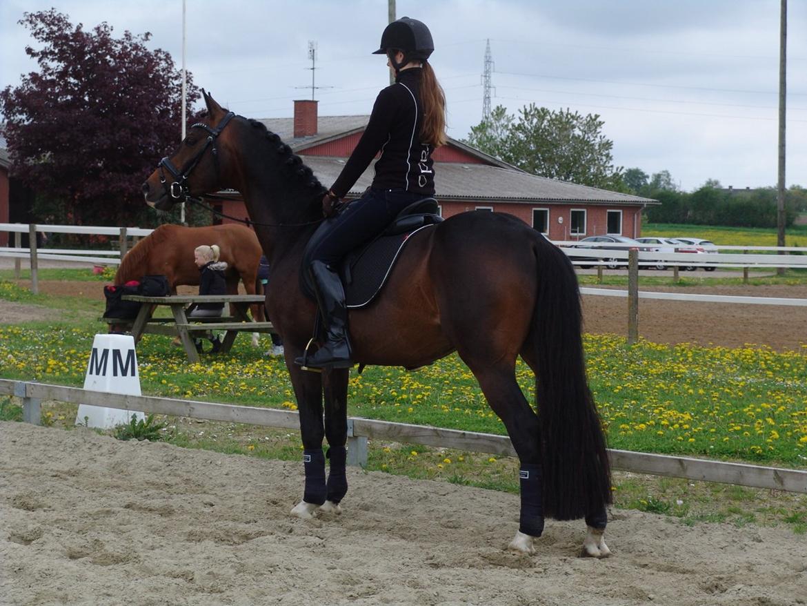 Dansk Varmblod Kronborgs Deco - HINGST billede 27