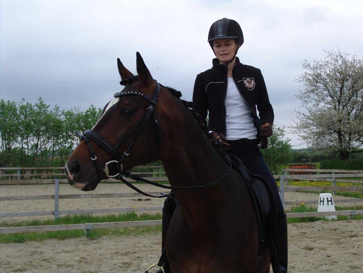 Dansk Varmblod Kronborgs Deco - HINGST billede 28