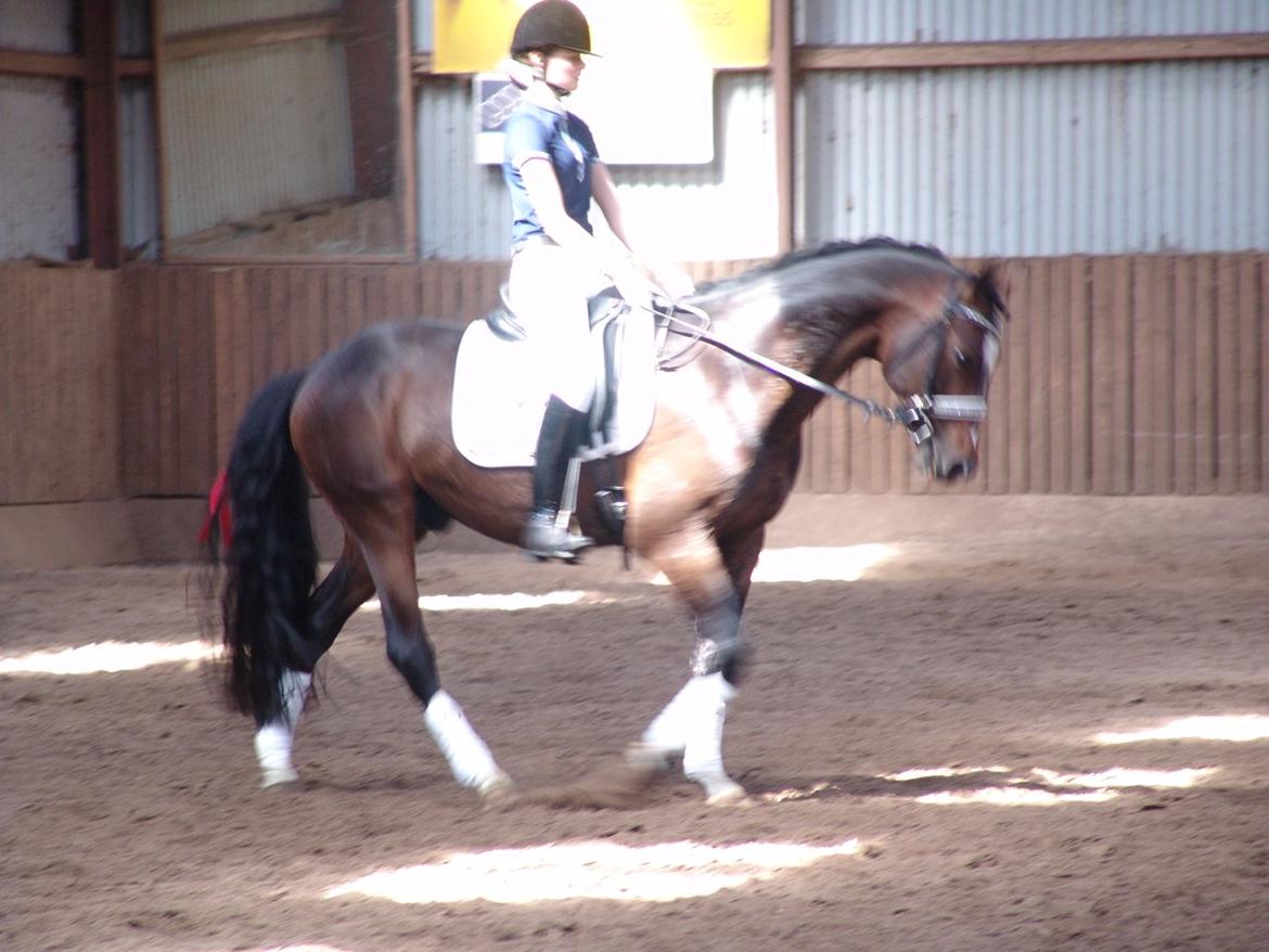 Dansk Varmblod Kronborgs Deco - HINGST billede 29