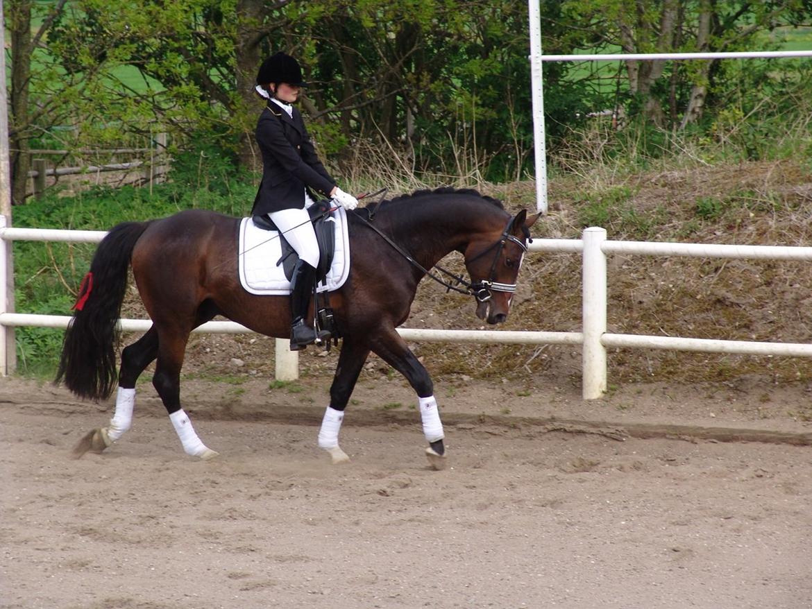 Dansk Varmblod Kronborgs Deco - HINGST billede 30