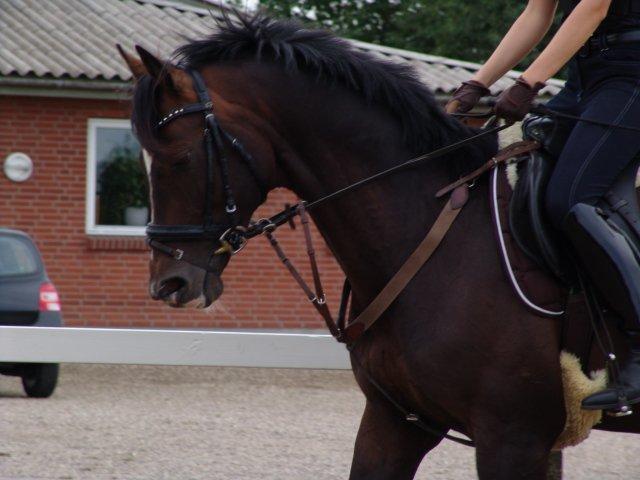 Dansk Varmblod Kronborgs Deco - HINGST billede 31