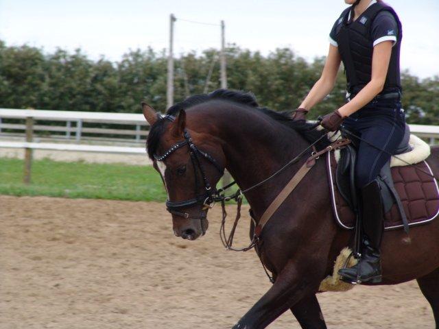 Dansk Varmblod Kronborgs Deco - HINGST billede 32