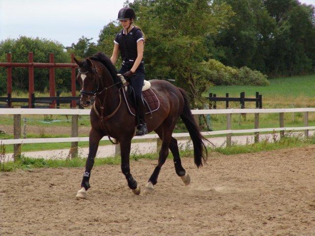 Dansk Varmblod Kronborgs Deco - HINGST billede 33