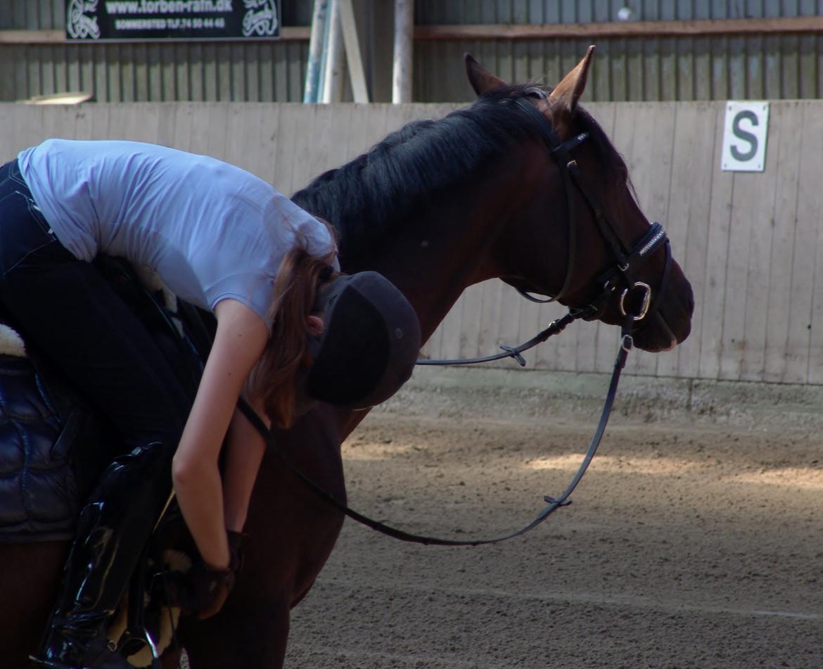 Dansk Varmblod Kronborgs Deco - HINGST billede 34
