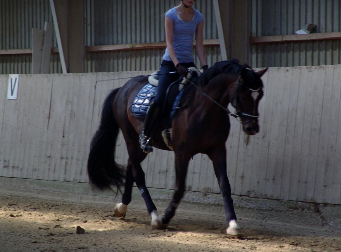 Dansk Varmblod Kronborgs Deco - HINGST billede 36