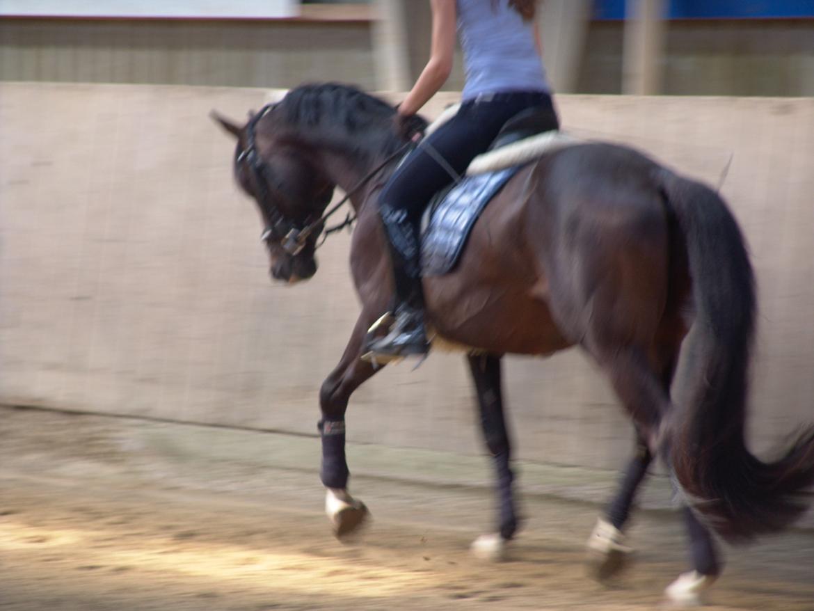 Dansk Varmblod Kronborgs Deco - HINGST billede 37