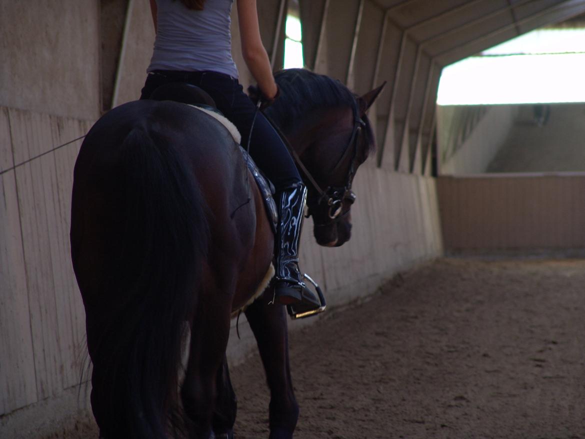 Dansk Varmblod Kronborgs Deco - HINGST billede 38