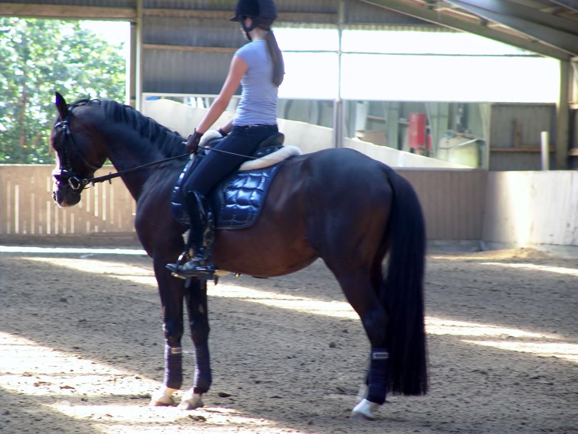 Dansk Varmblod Kronborgs Deco - HINGST billede 39