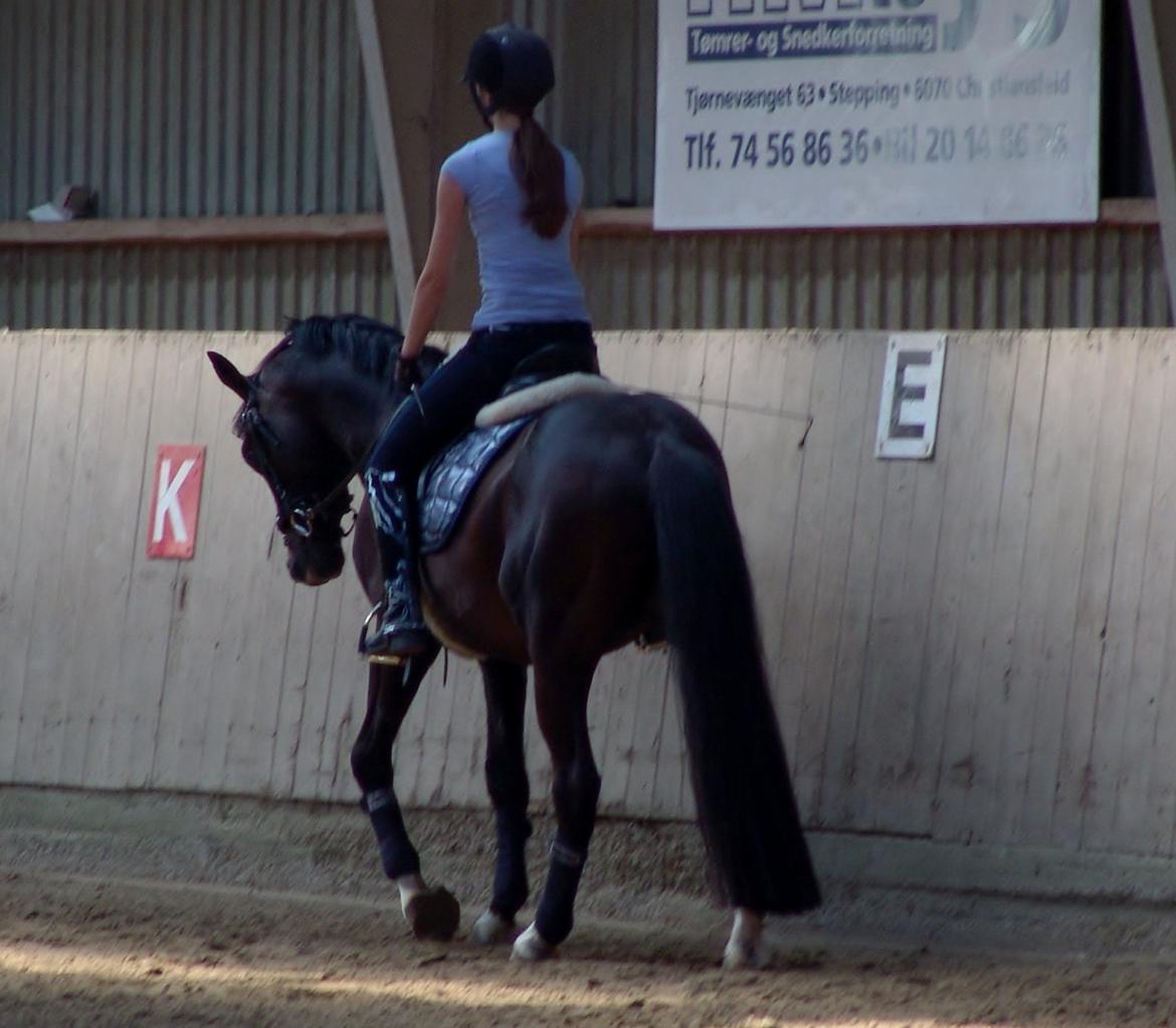 Dansk Varmblod Kronborgs Deco - HINGST billede 40