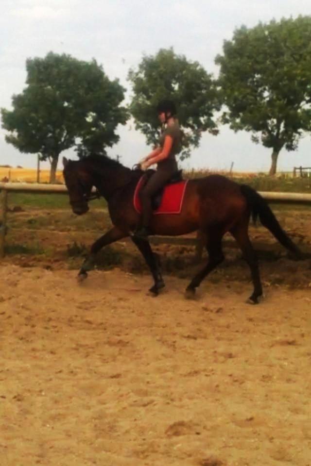 Dansk Varmblod Kastaniegårdens Nivea billede 17