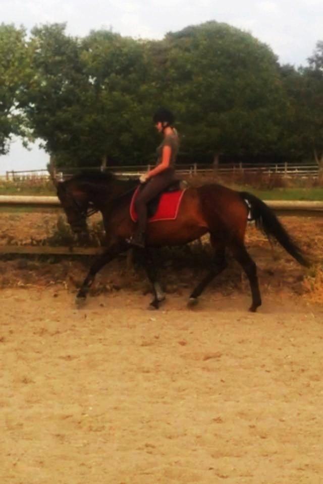 Dansk Varmblod Kastaniegårdens Nivea - Dressur :-) billede 9