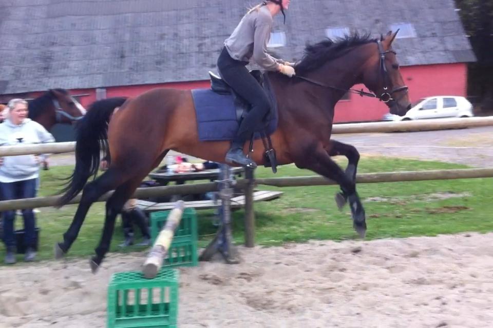 Dansk Varmblod Kastaniegårdens Nivea billede 10