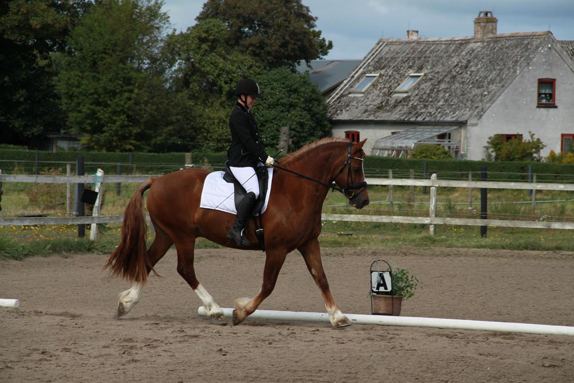 Welsh Cob (sec D) Valhallas Lord Matrafal billede 32