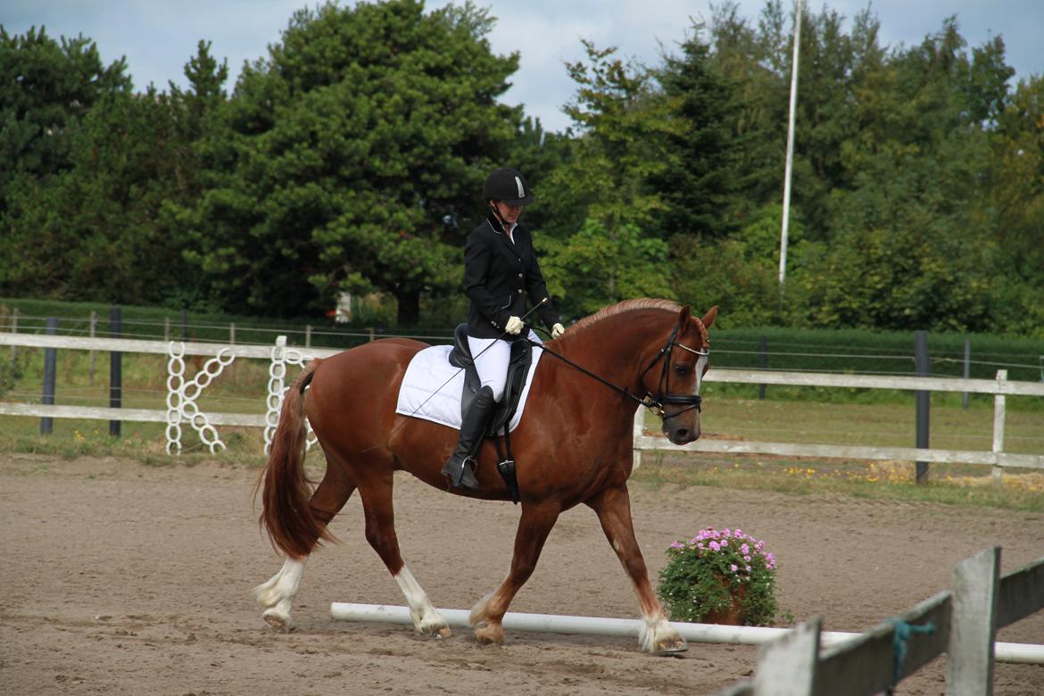 Welsh Cob (sec D) Valhallas Lord Matrafal billede 33