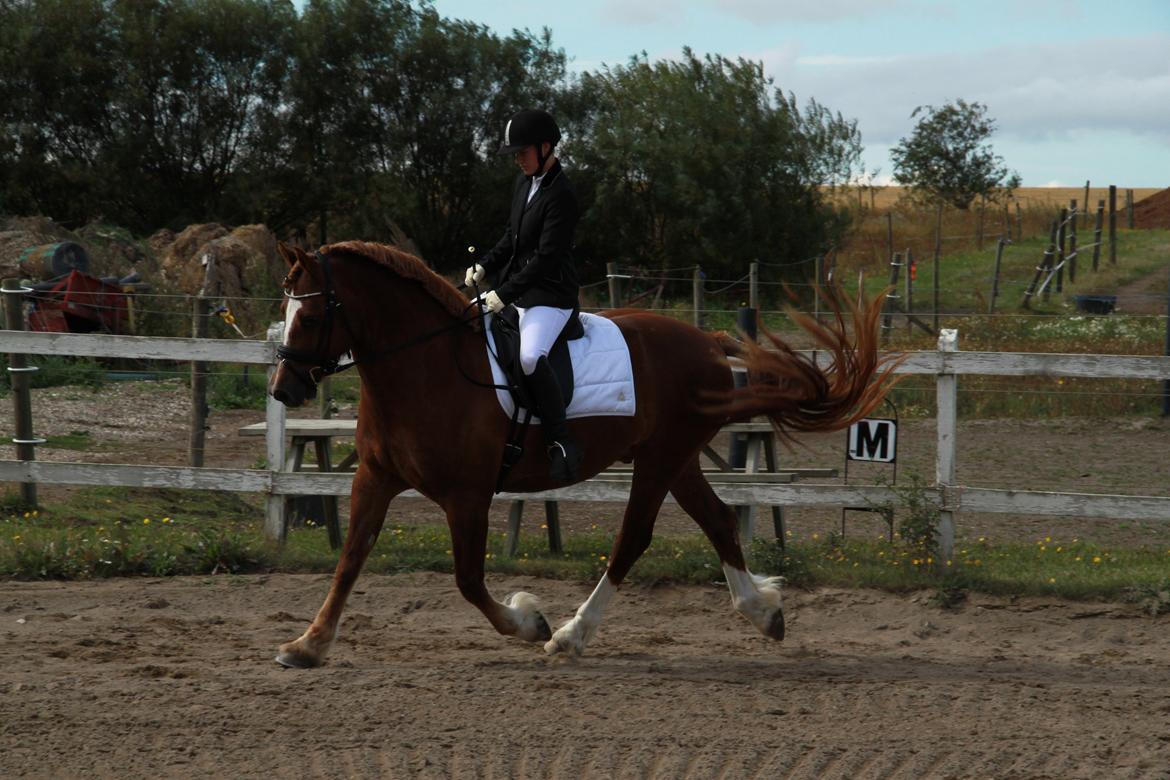 Welsh Cob (sec D) Valhallas Lord Matrafal billede 34