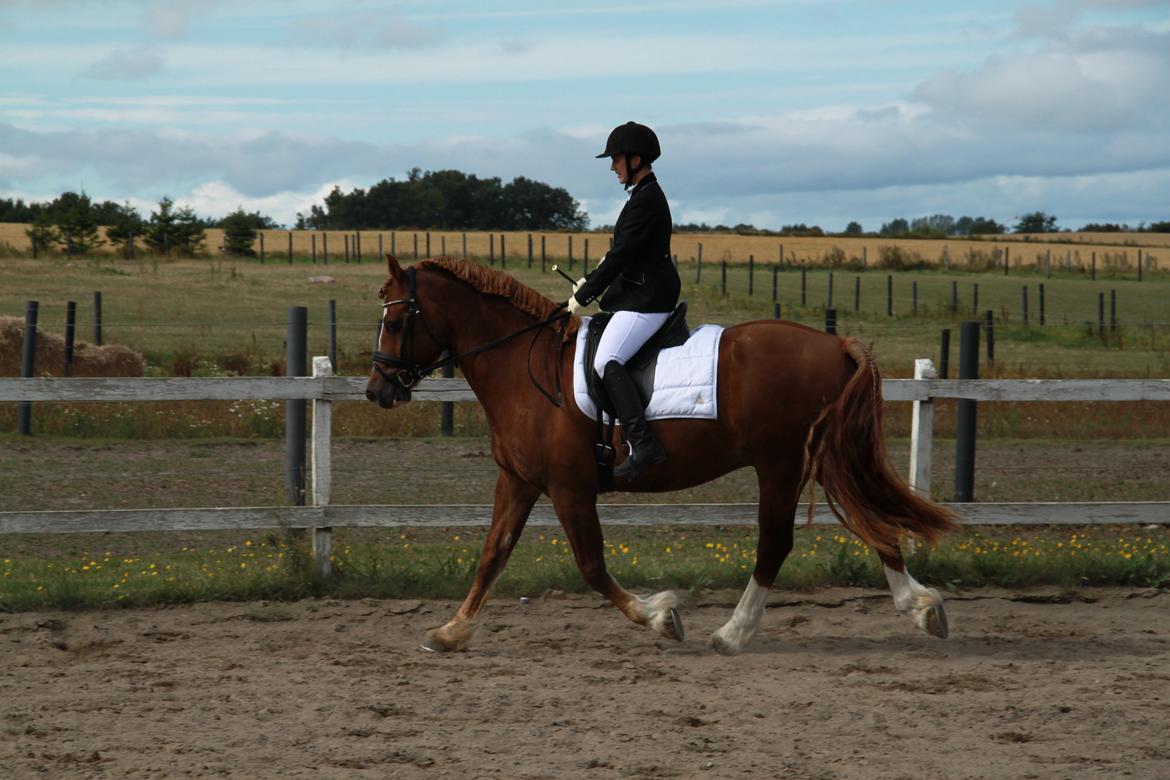 Welsh Cob (sec D) Valhallas Lord Matrafal billede 36