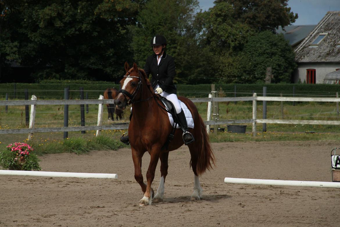 Welsh Cob (sec D) Valhallas Lord Matrafal billede 37