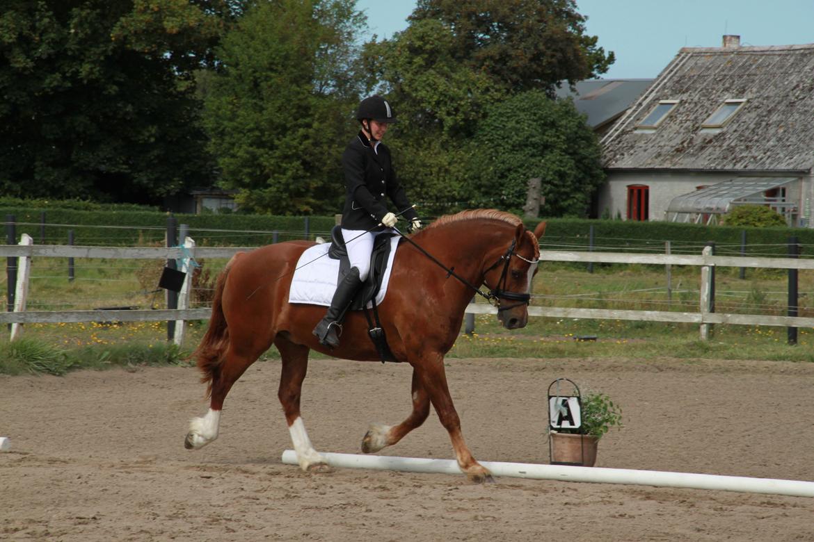 Welsh Cob (sec D) Valhallas Lord Matrafal billede 38