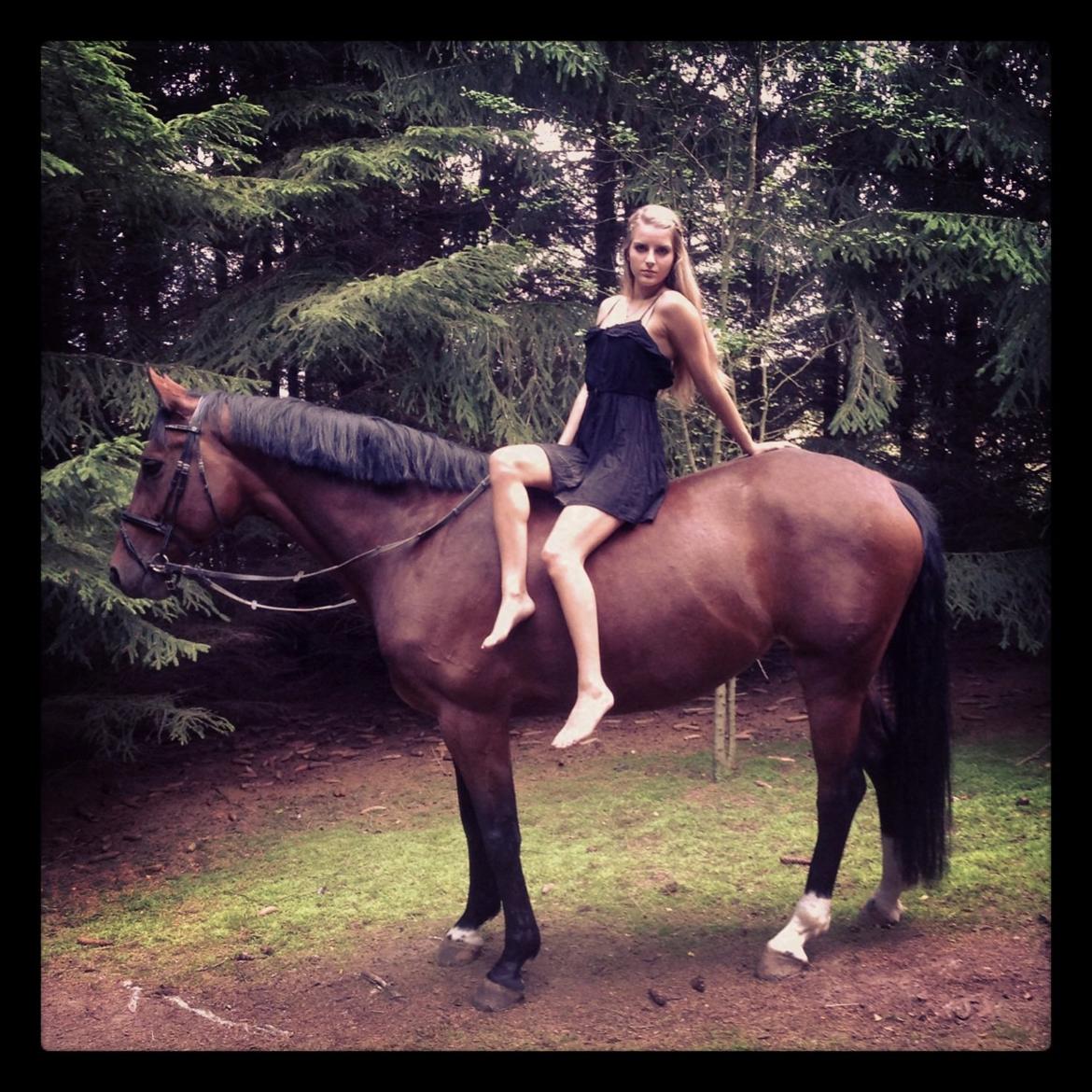 Dansk Varmblod Mayol billede 4