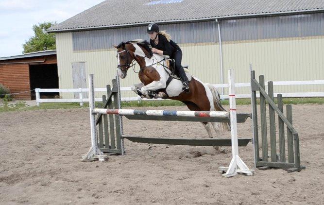 Tysk Sportspony My colourful compliment - LA** <3 billede 2