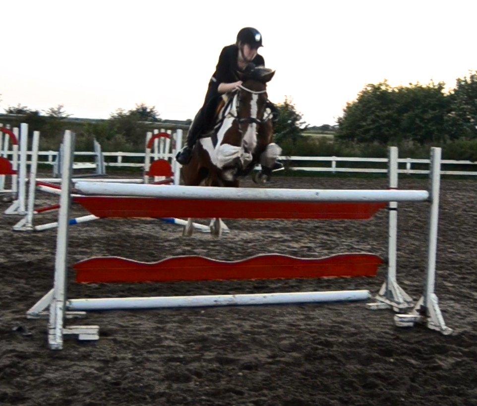 Tysk Sportspony My colourful compliment - 125 <3 billede 5