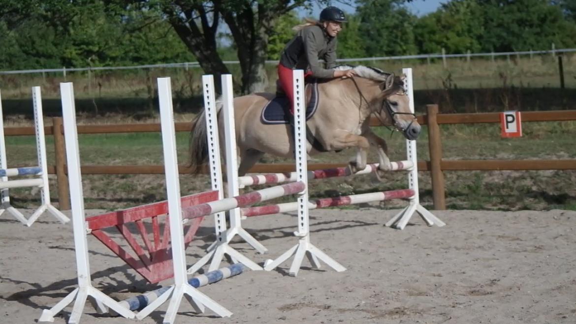 Fjordhest Frede <3 Guldponyen <2 billede 13