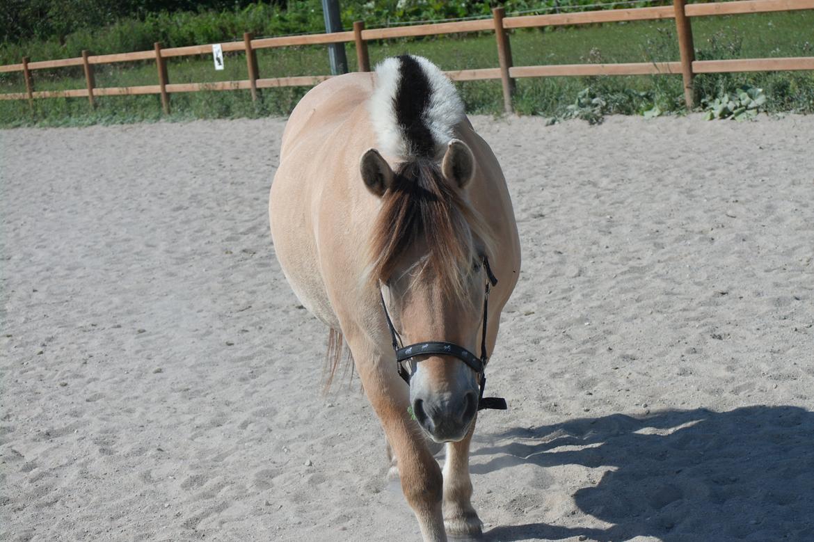 Fjordhest Frede <3 Guldponyen <2 - bliver så glad af det billede! <3 billede 3