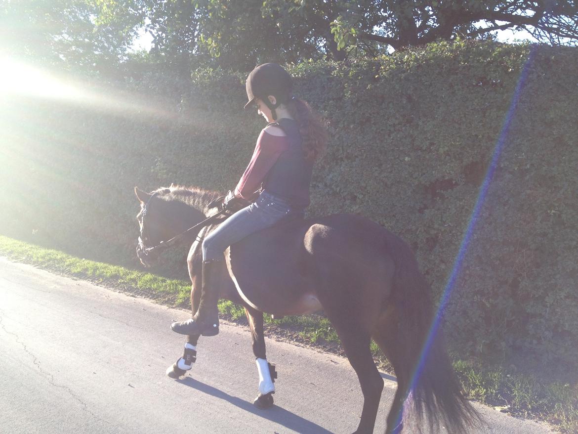 Anden særlig race Hollywood (Holly) billede 12