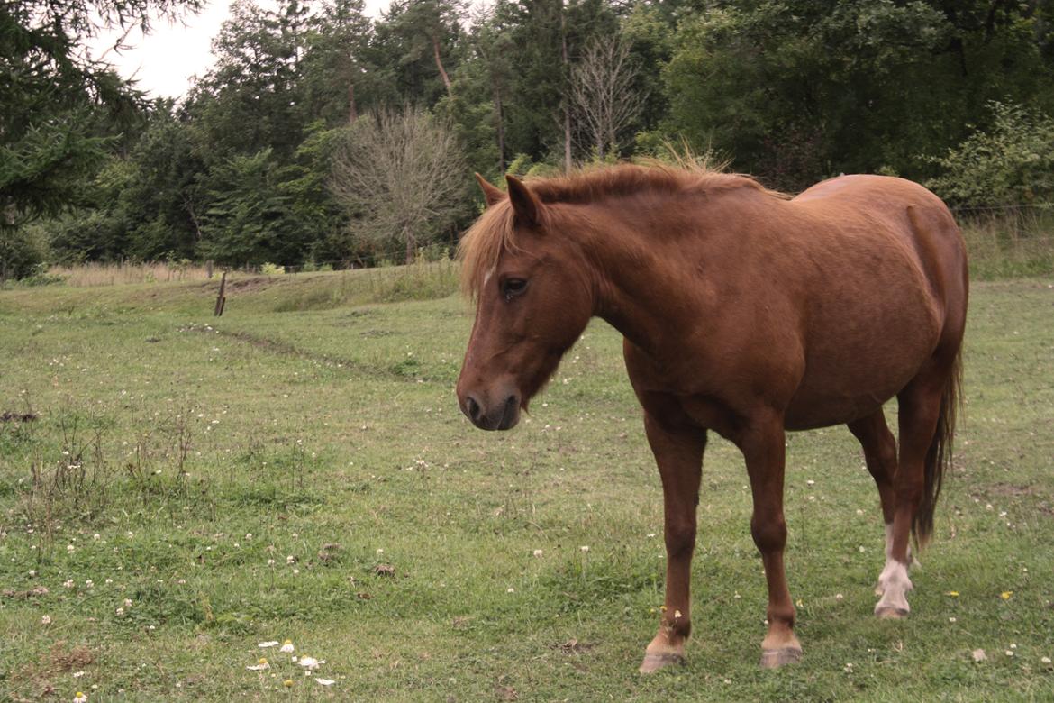 Anden særlig race Aslan - September 2013 billede 1