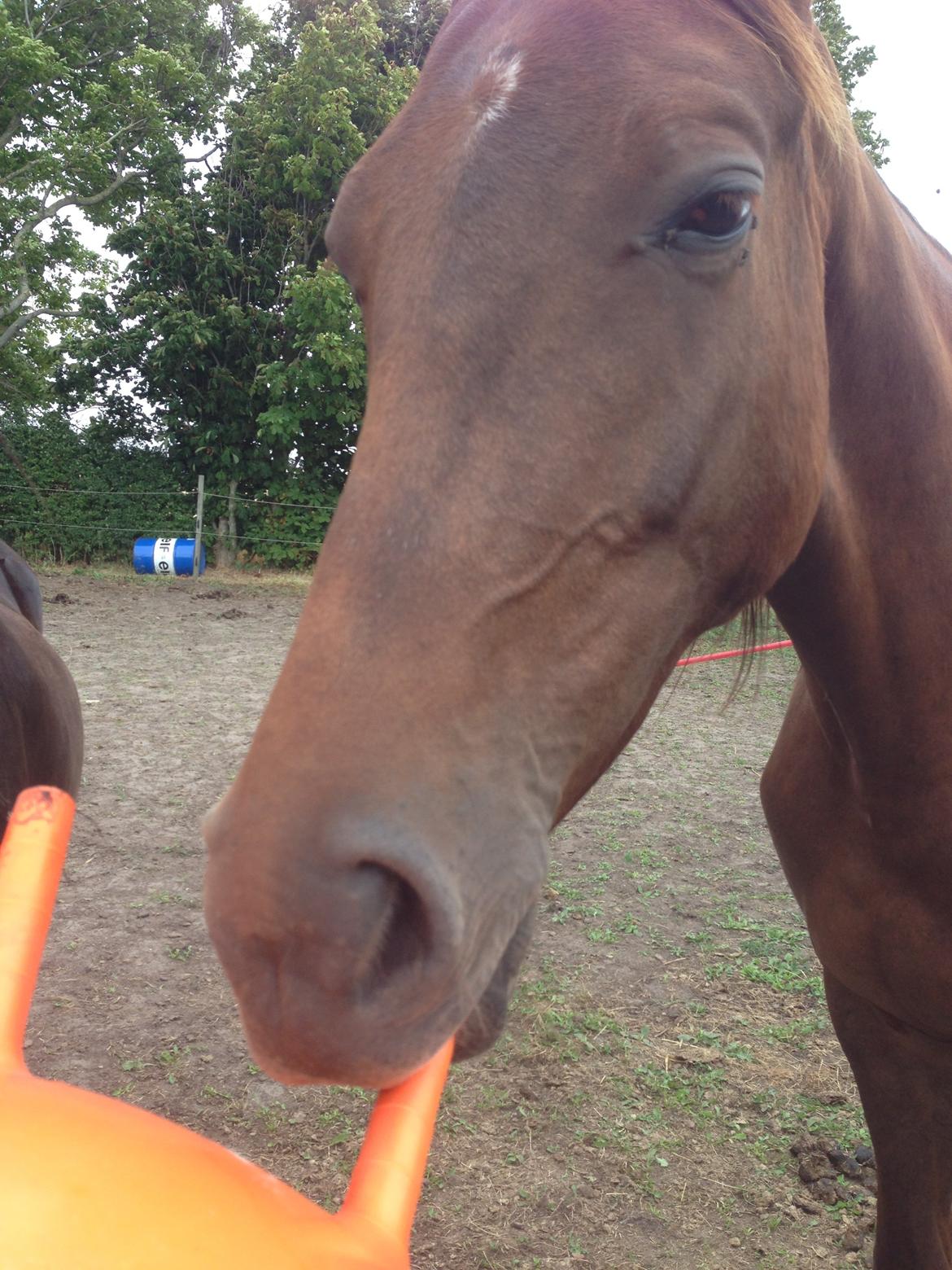 Dansk Varmblod Gabi billede 1