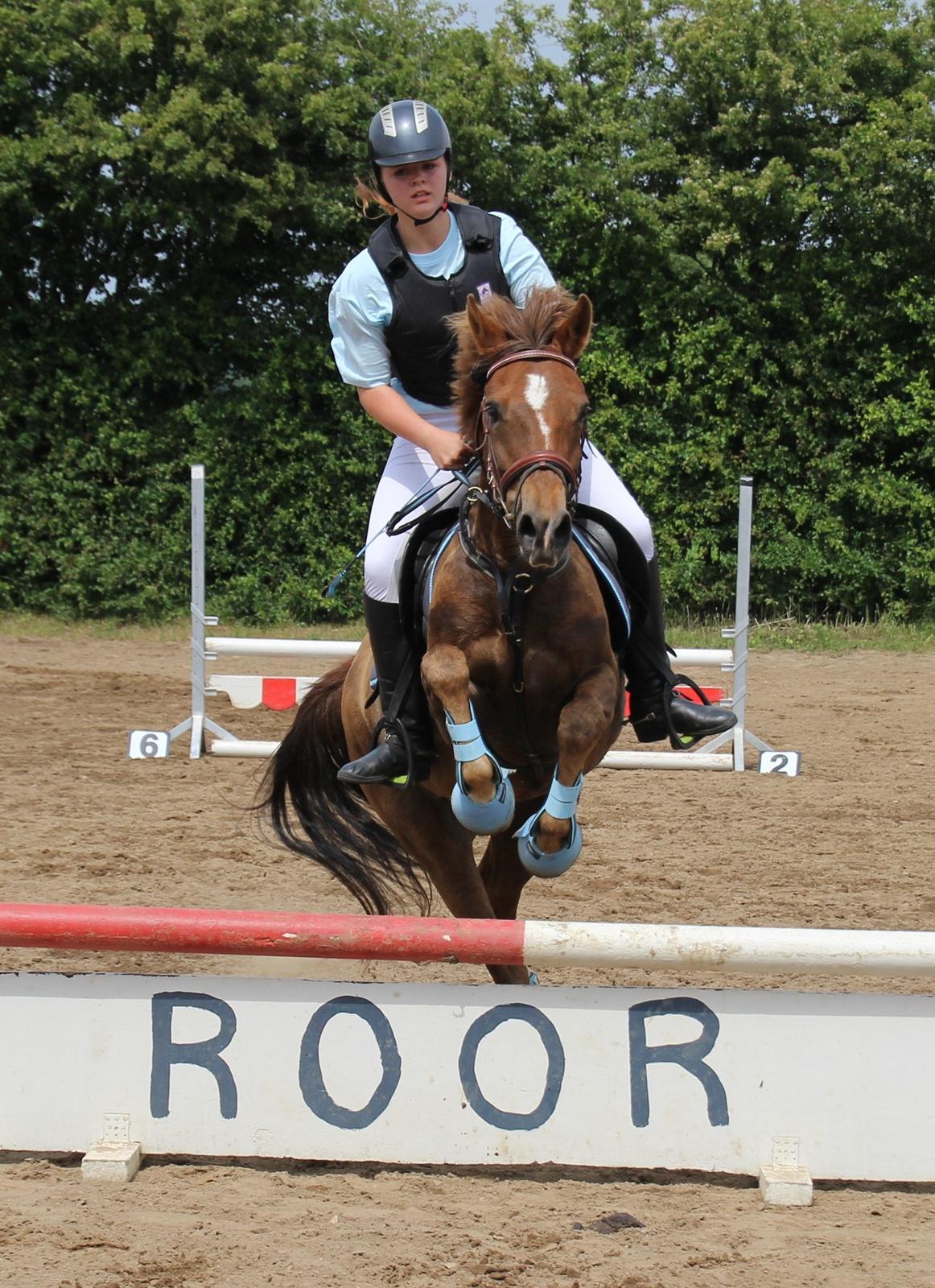 New Forest Freja billede 6