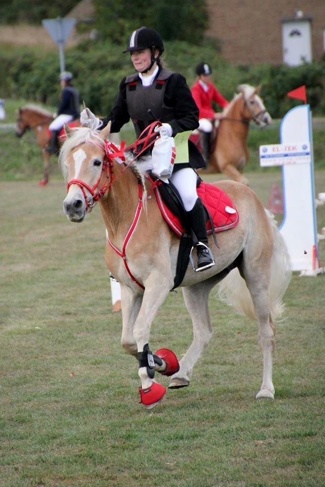 Tyroler Haflinger Akando - Haflinger DM 2013. Vinder-runde. Taget af RC foto / Rebekka Christensen billede 14