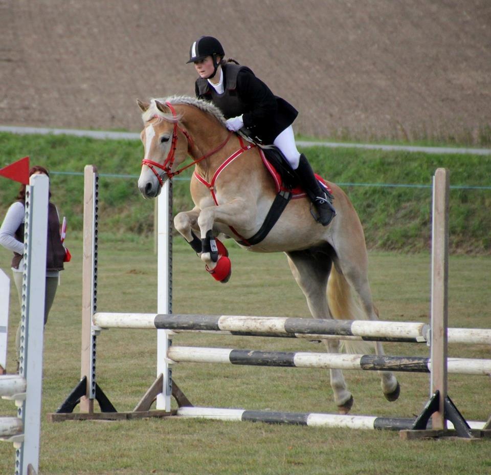 Tyroler Haflinger Akando - Haflinger DM 2013 - GULD! Ttaget af RC foto / Rebekka Christensen billede 5