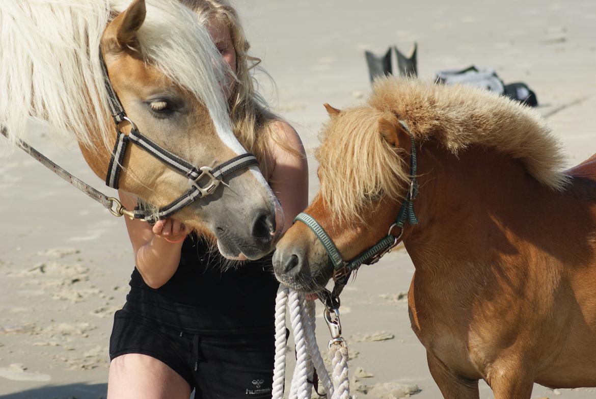 Shetlænder Pedro (givet væk) billede 10