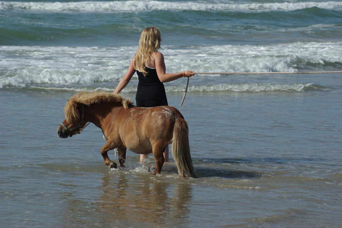 Shetlænder Pedro (givet væk) billede 17