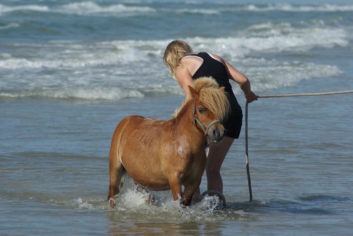 Shetlænder Pedro (givet væk) billede 18