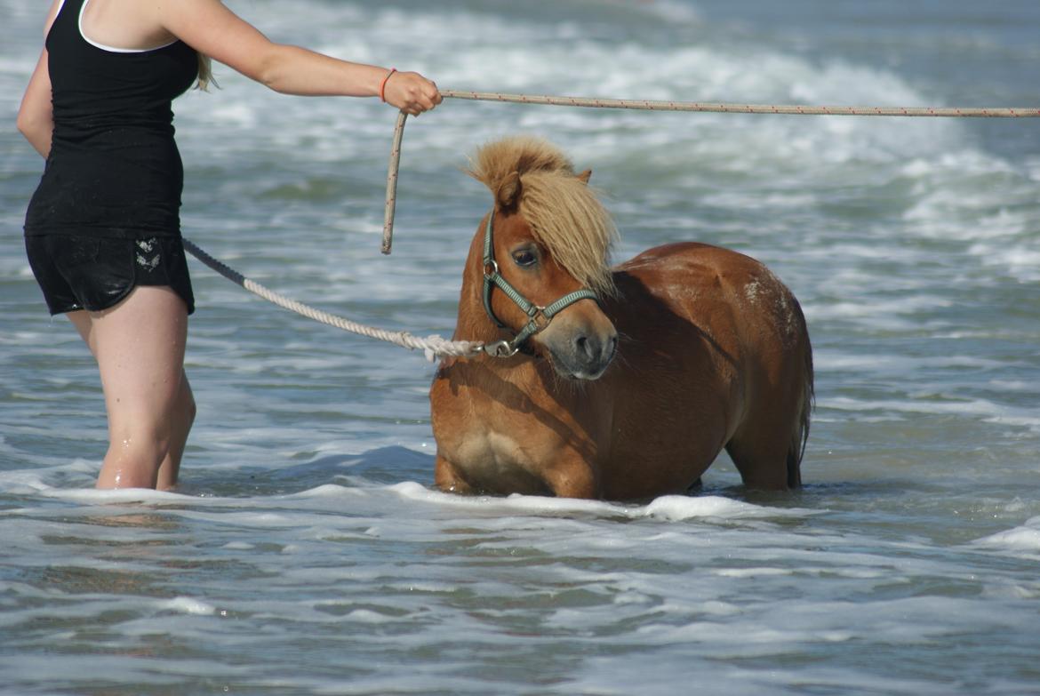 Shetlænder Pedro (givet væk) billede 8