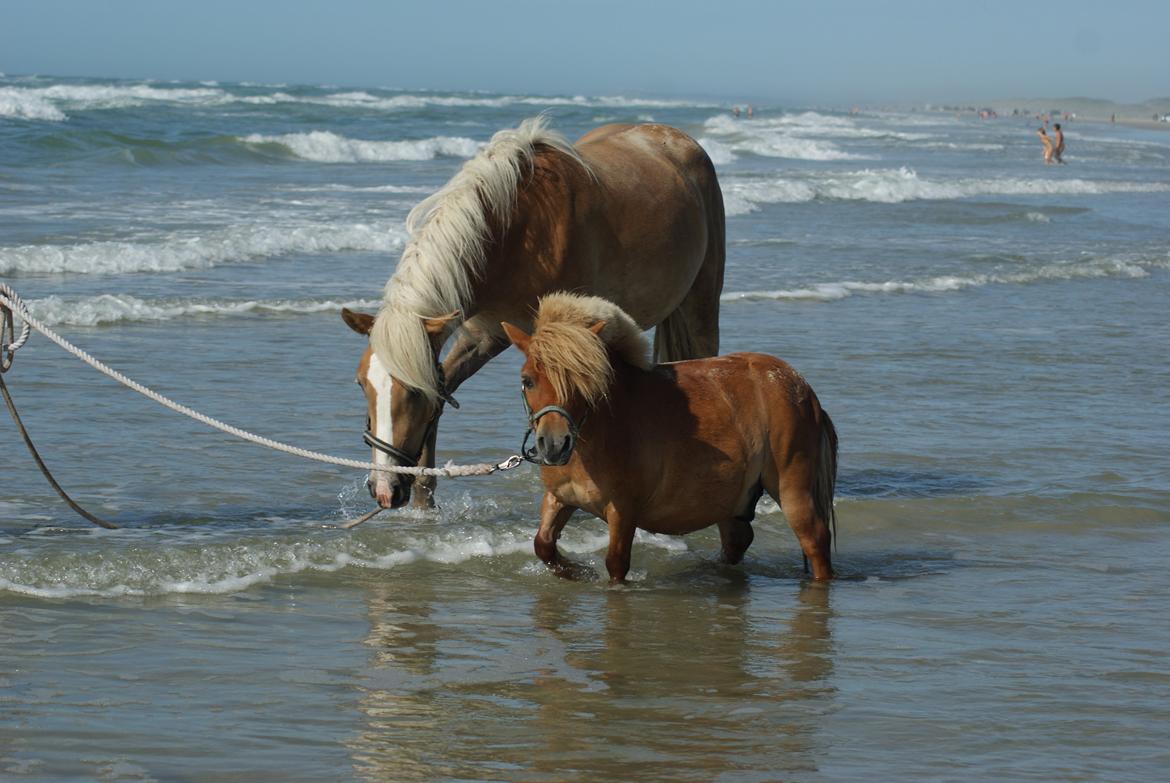 Shetlænder Pedro (givet væk) billede 4