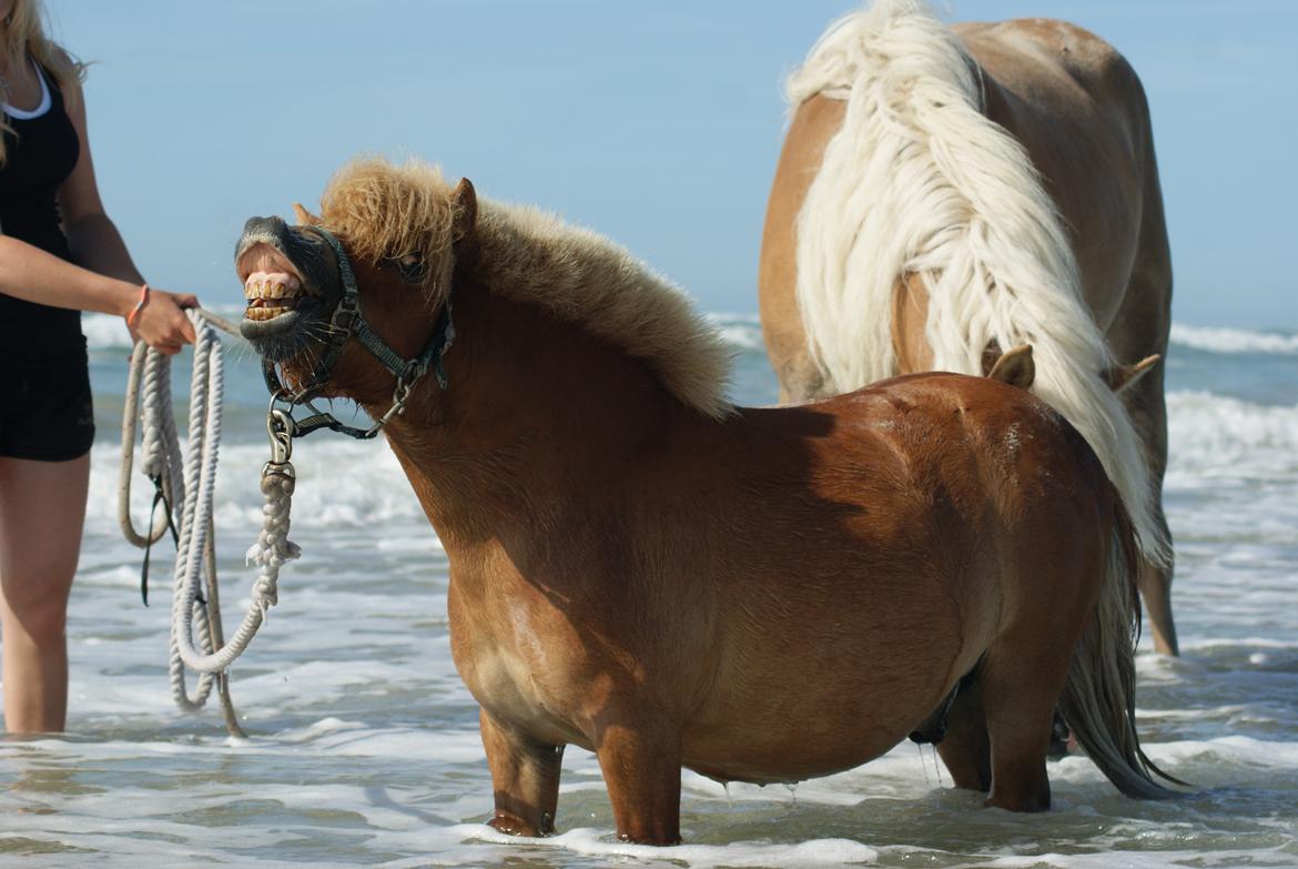 Shetlænder Pedro (givet væk) billede 1