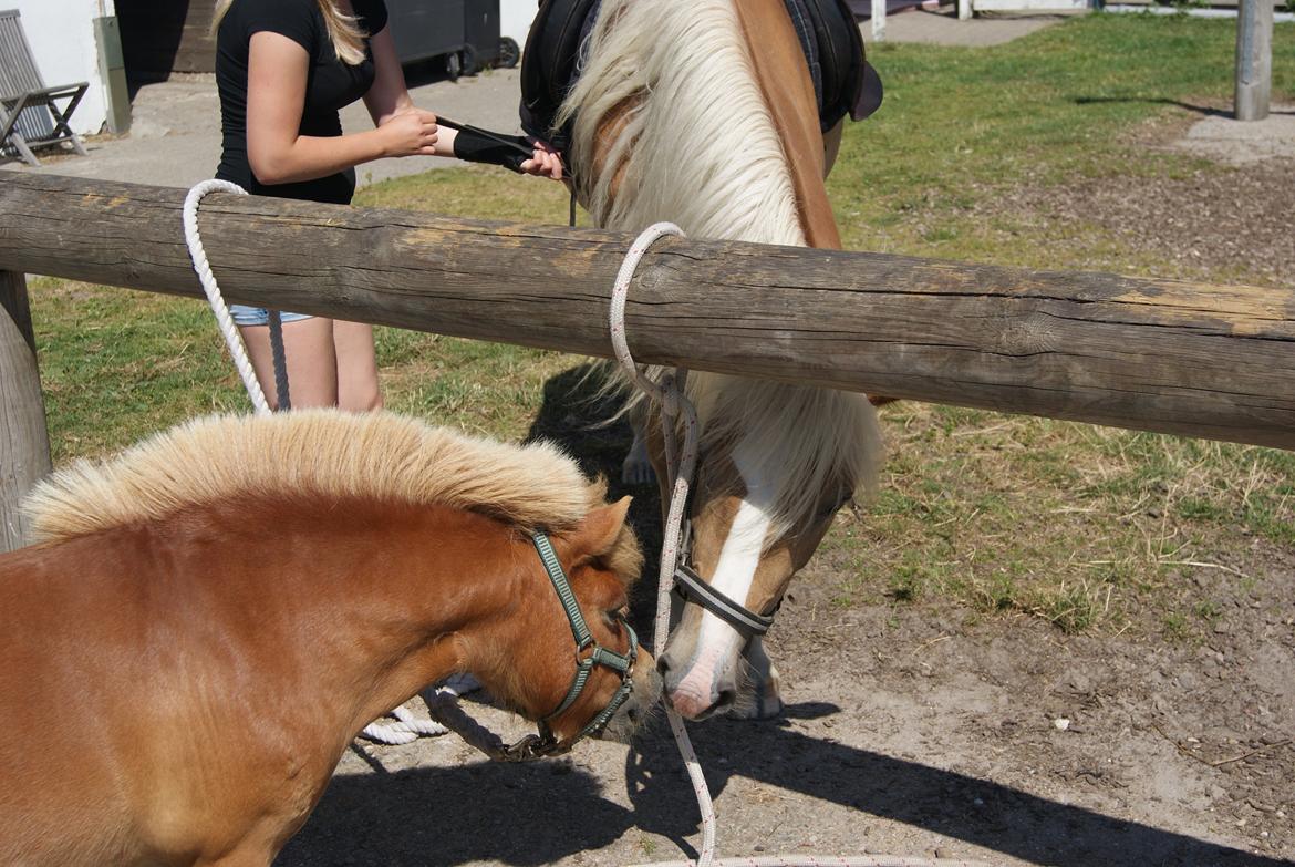 Shetlænder Pedro (givet væk) billede 3