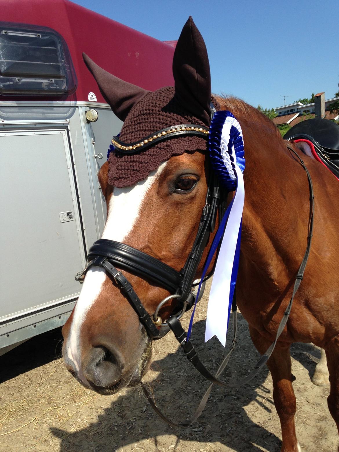 Connemara KÖHLS EVELINA B-PONY! - STJERNE billede 16