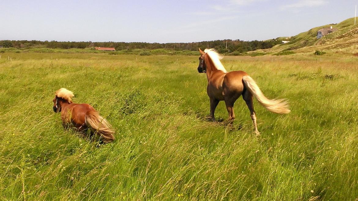 Shetlænder Pedro (givet væk) billede 19